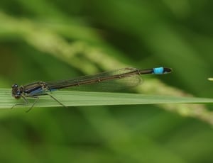 blue green and black dragonfly thumbnail