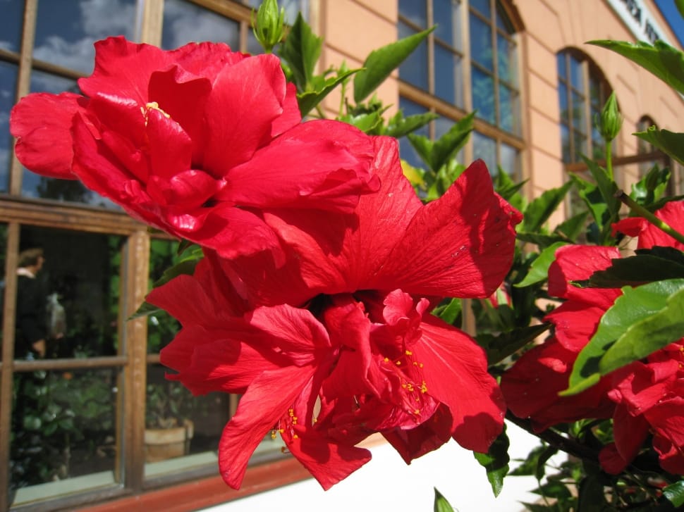 red double hibiscus preview