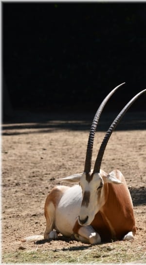 Antelope, Scimitar Oryx, Grass, Bushes, one animal, animal themes thumbnail