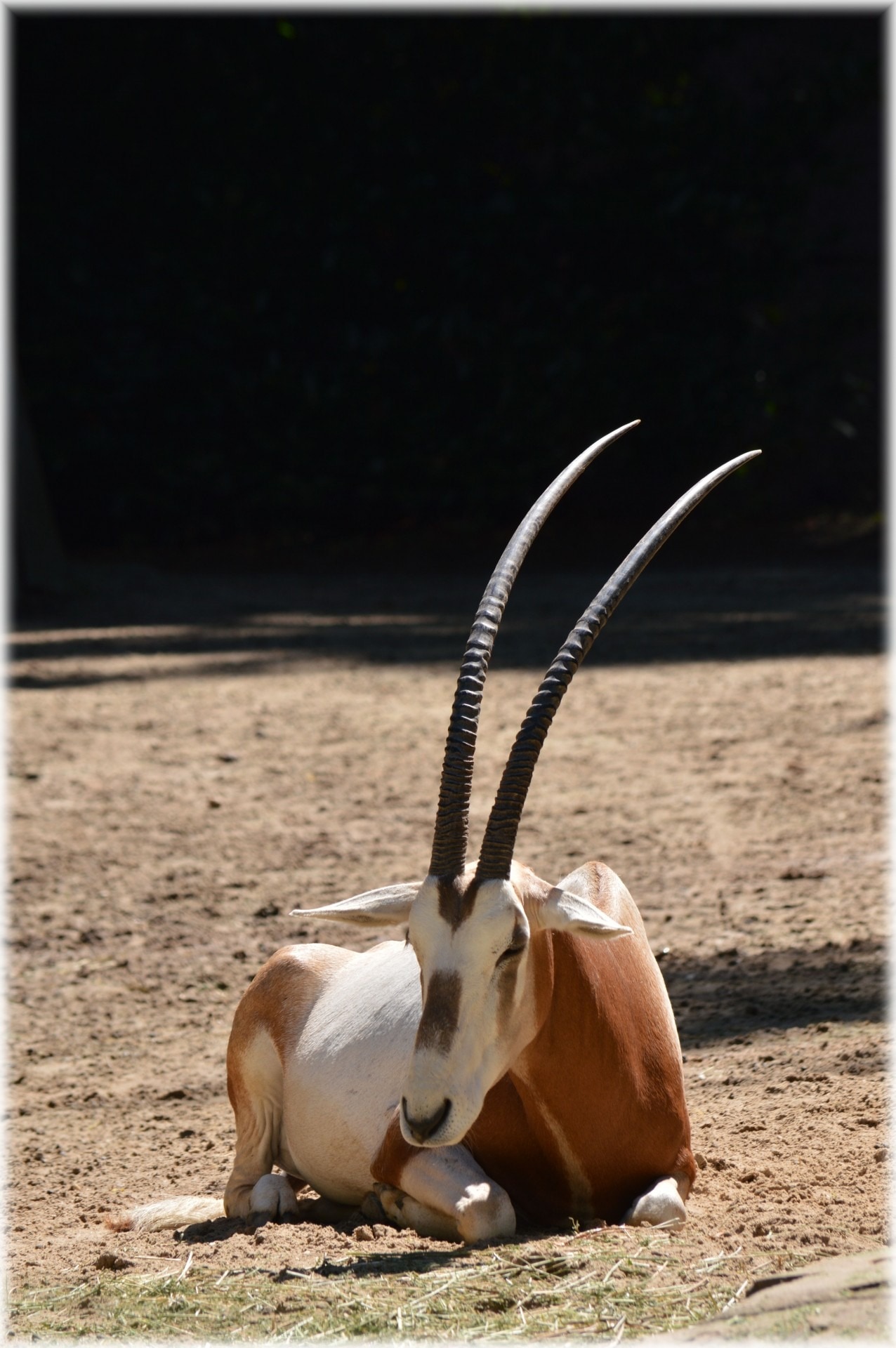 Antelope, Scimitar Oryx, Grass, Bushes, one animal, animal themes