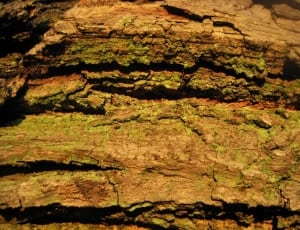 brown tree surface thumbnail