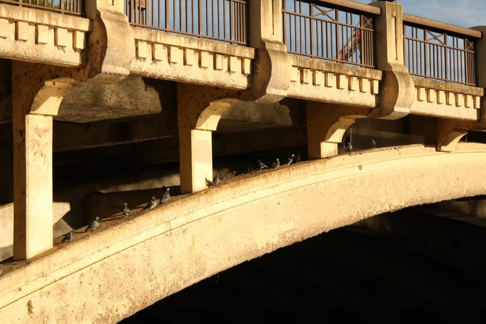 brown concrete bridge and bird flock preview
