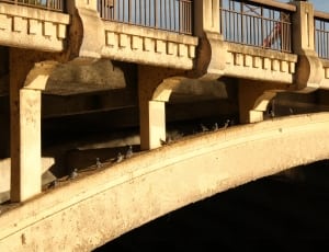 brown concrete bridge and bird flock thumbnail