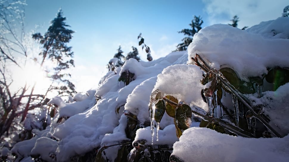 trees covered with snow under blue and white sky preview