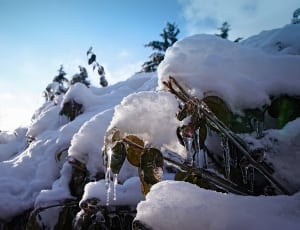 trees covered with snow under blue and white sky thumbnail