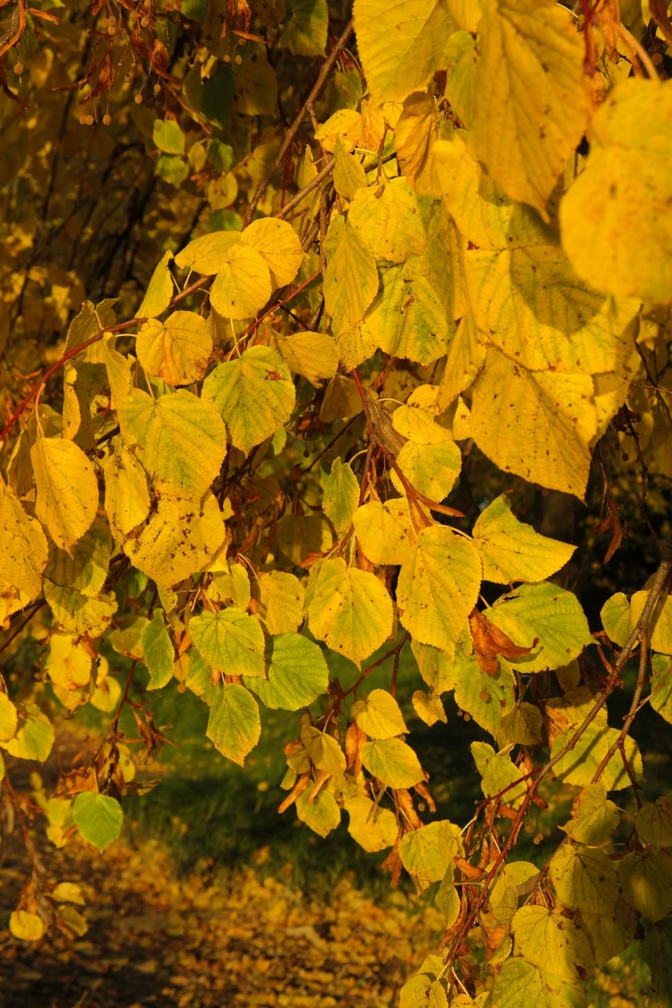 green and yellow leaf lot preview