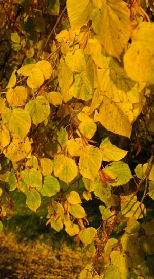 green and yellow leaf lot thumbnail