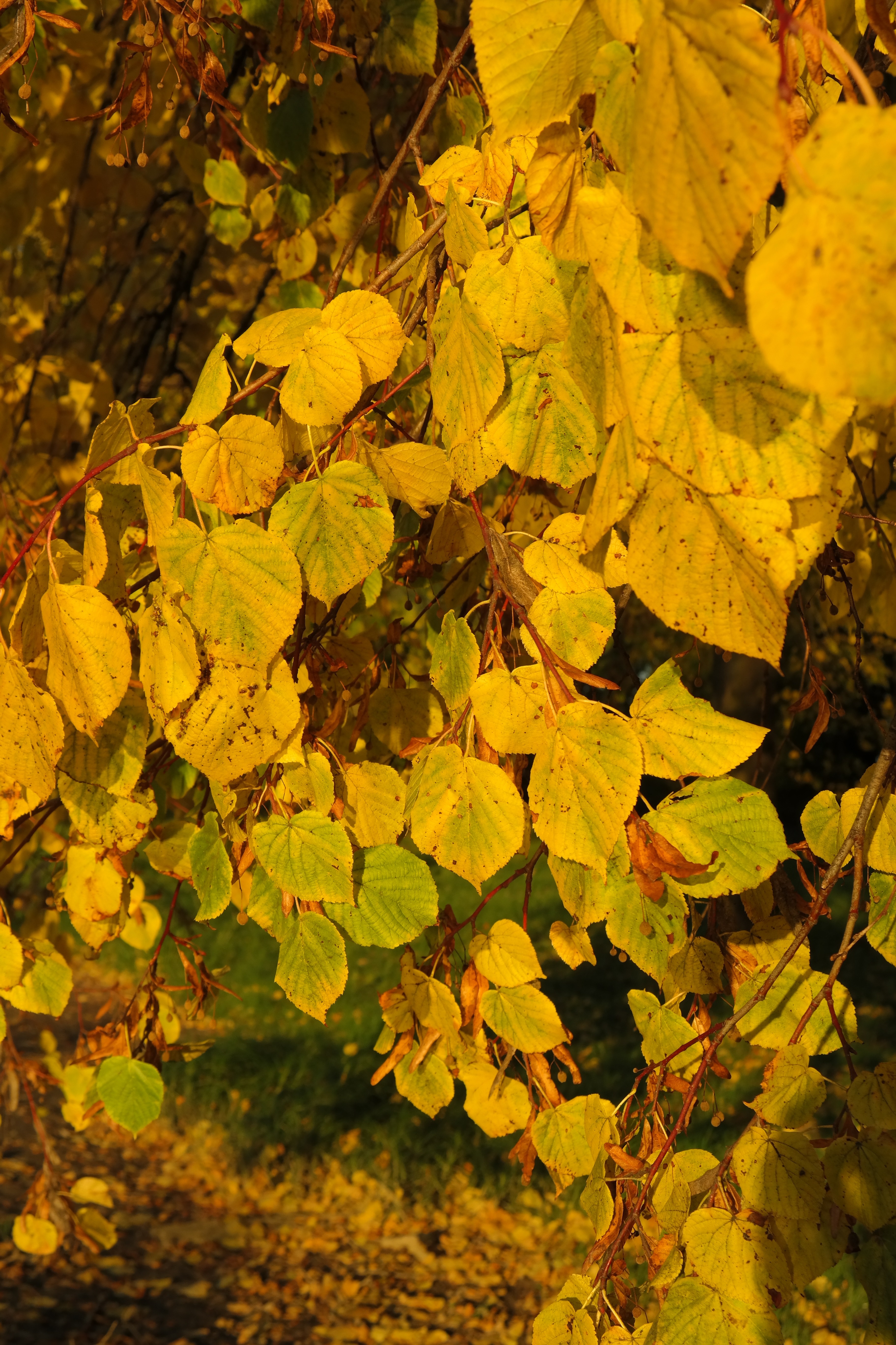 green and yellow leaf lot