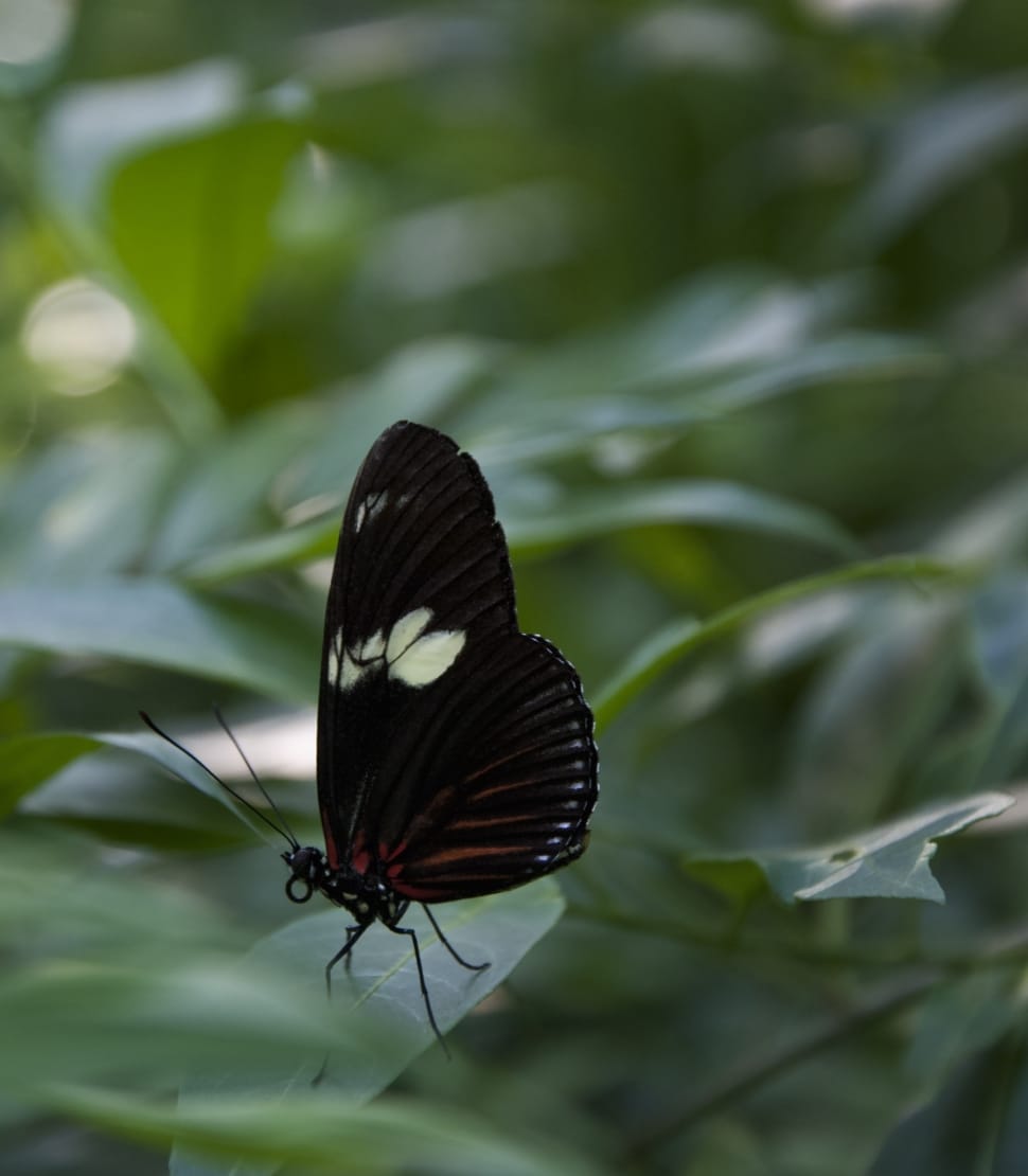 black and white longwinged butterfly preview