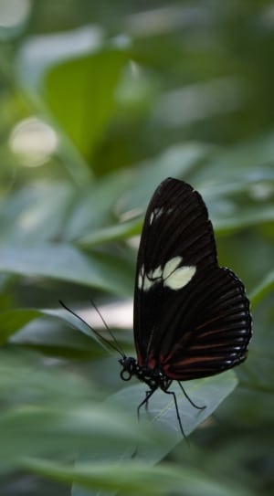 black and white longwinged butterfly thumbnail