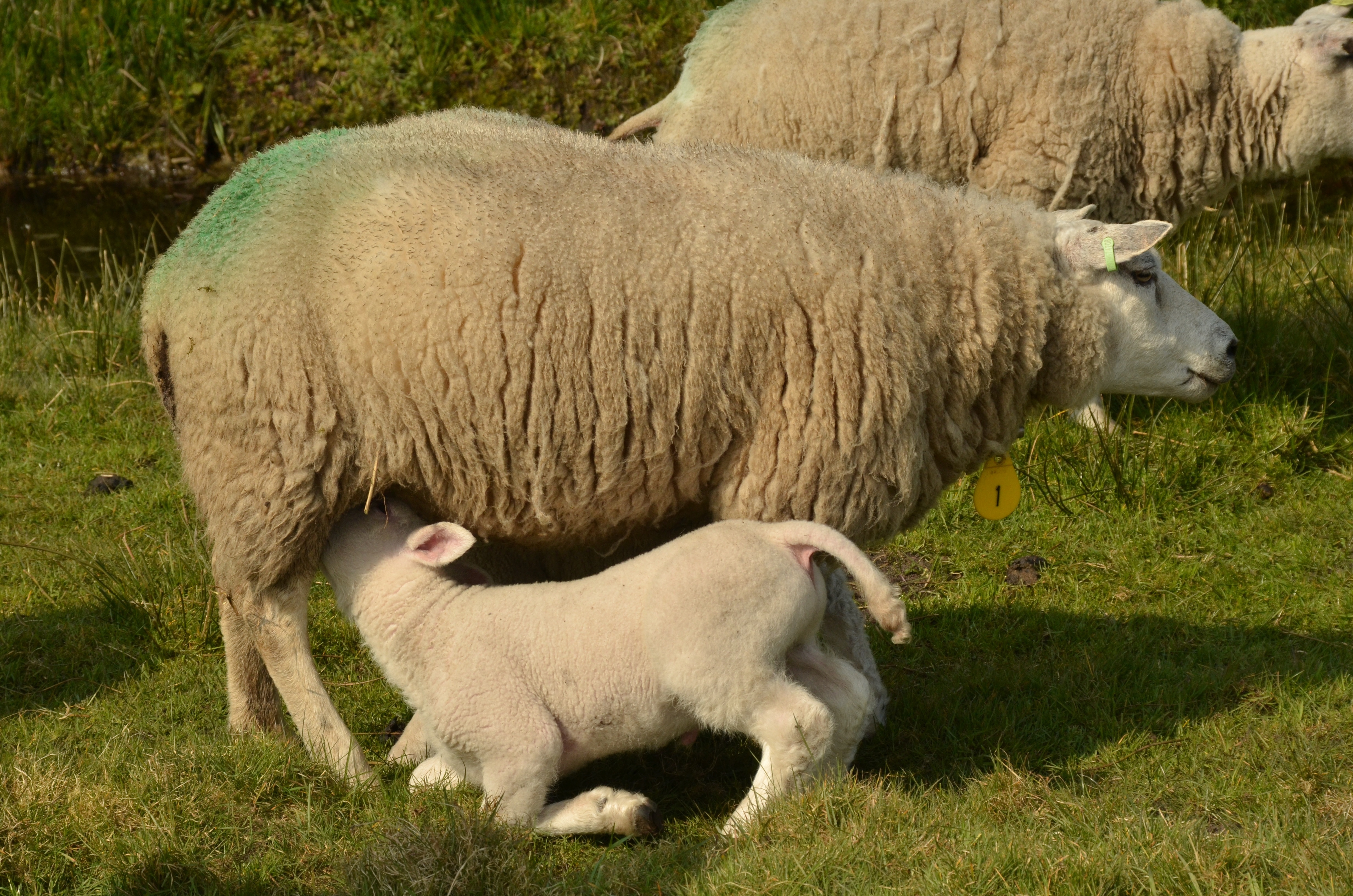 herd of sheep