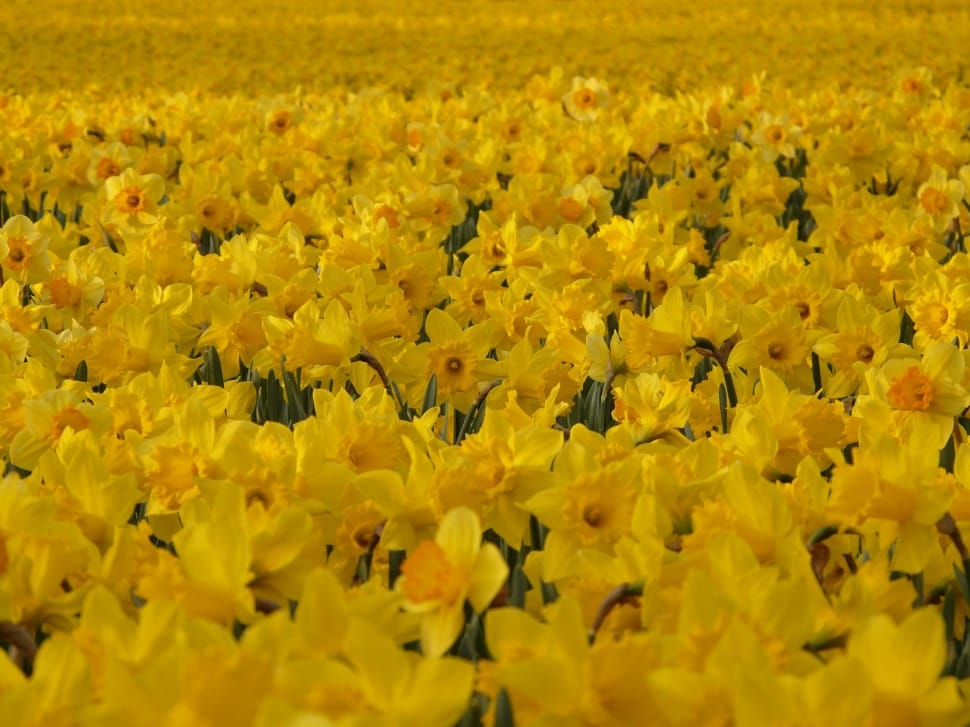 yellow daffodil field preview