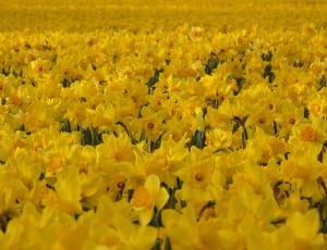 yellow daffodil field thumbnail
