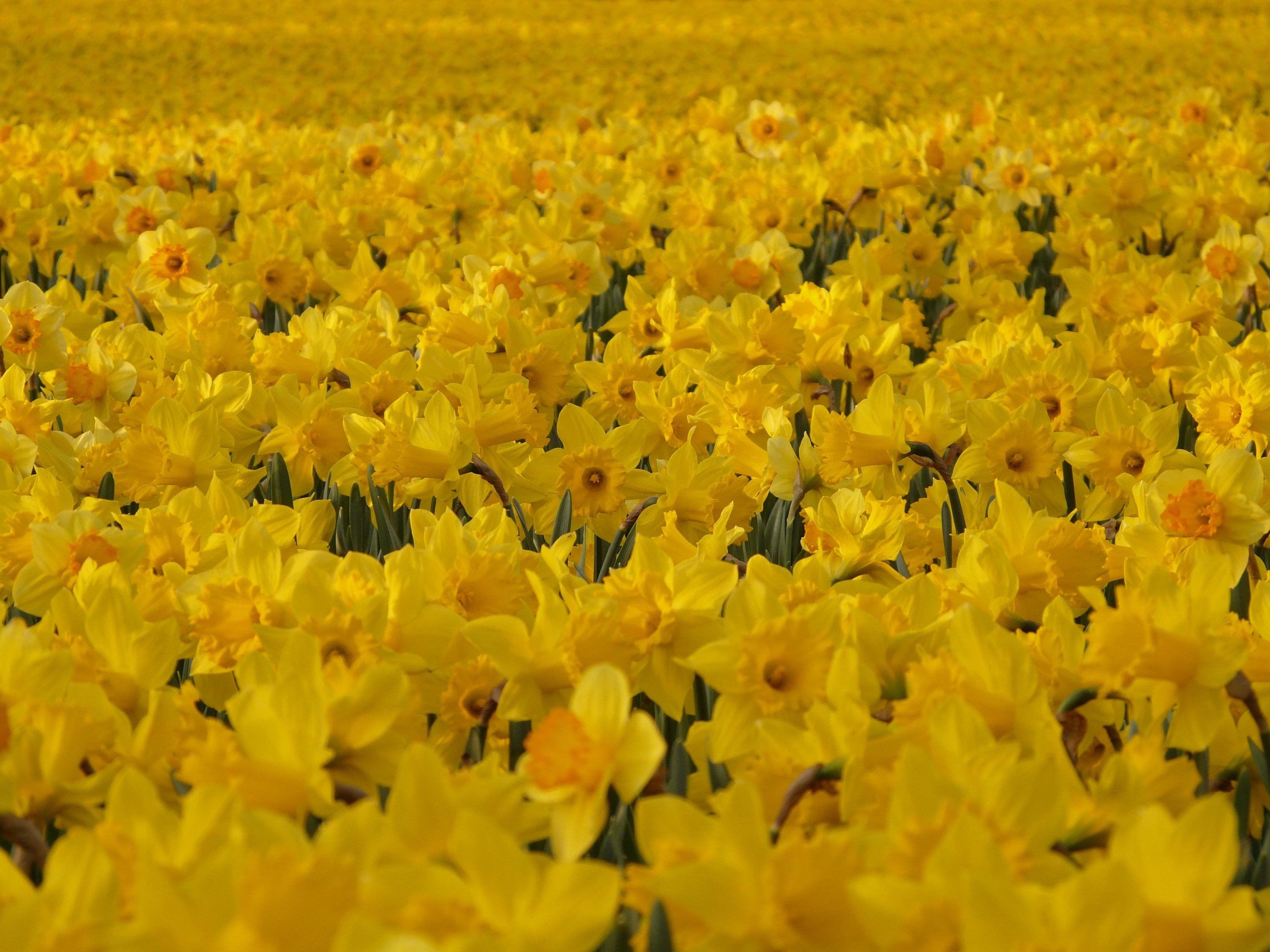 yellow daffodil field