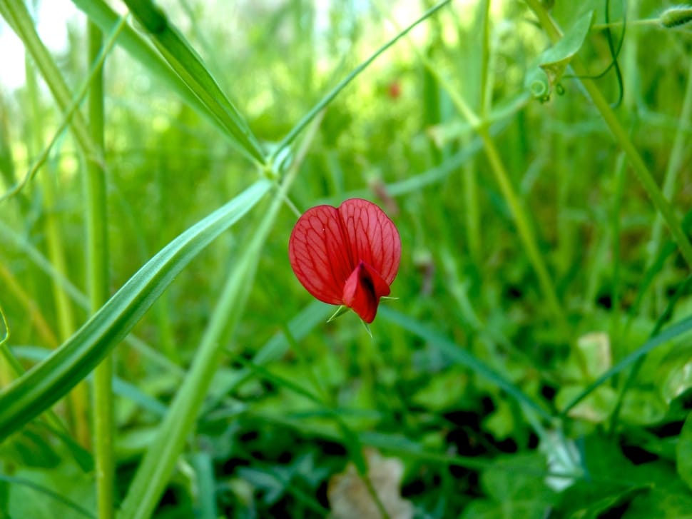 red petaled flowe preview