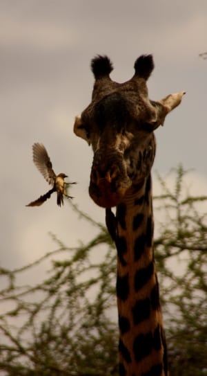 brown giraffe with brown bird thumbnail