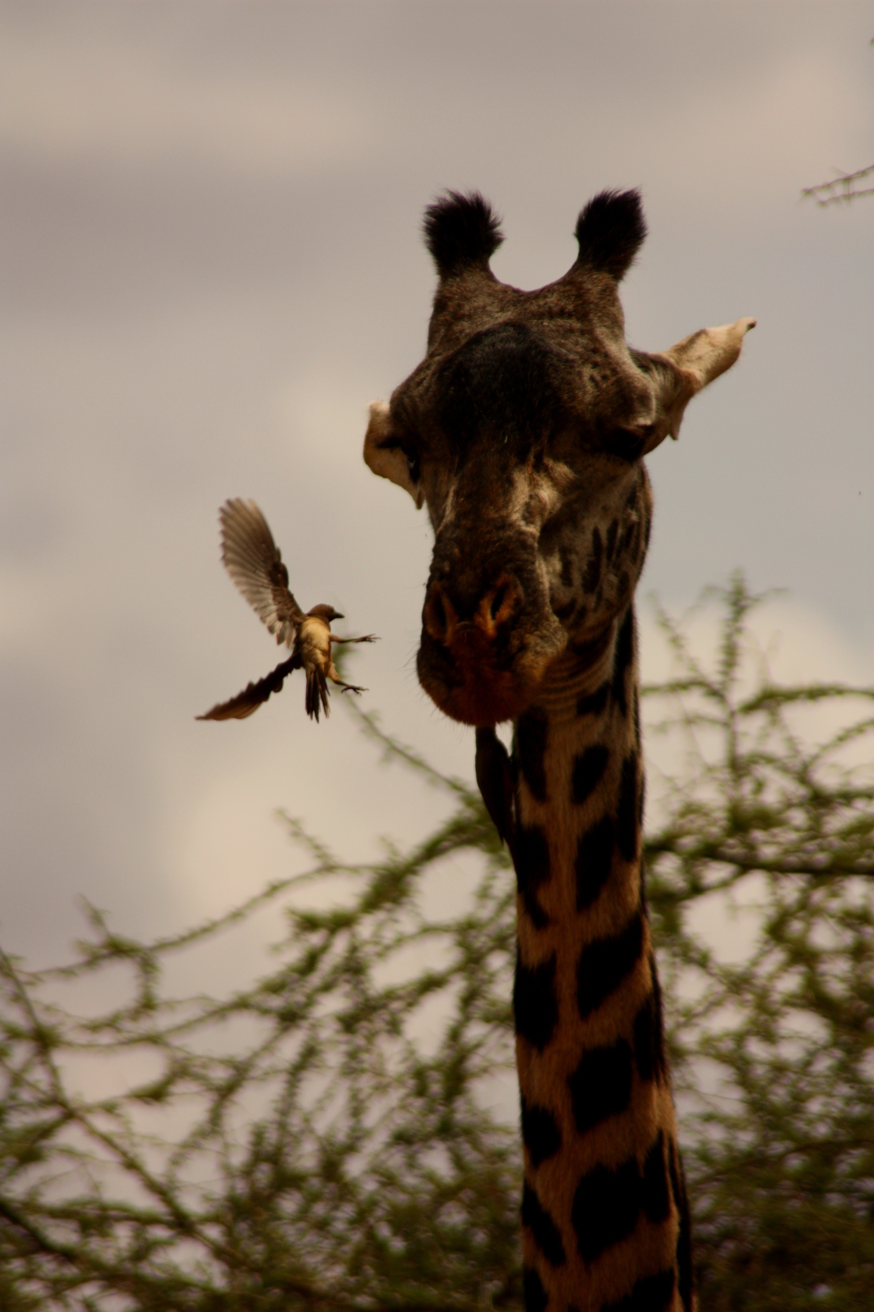 brown giraffe with brown bird