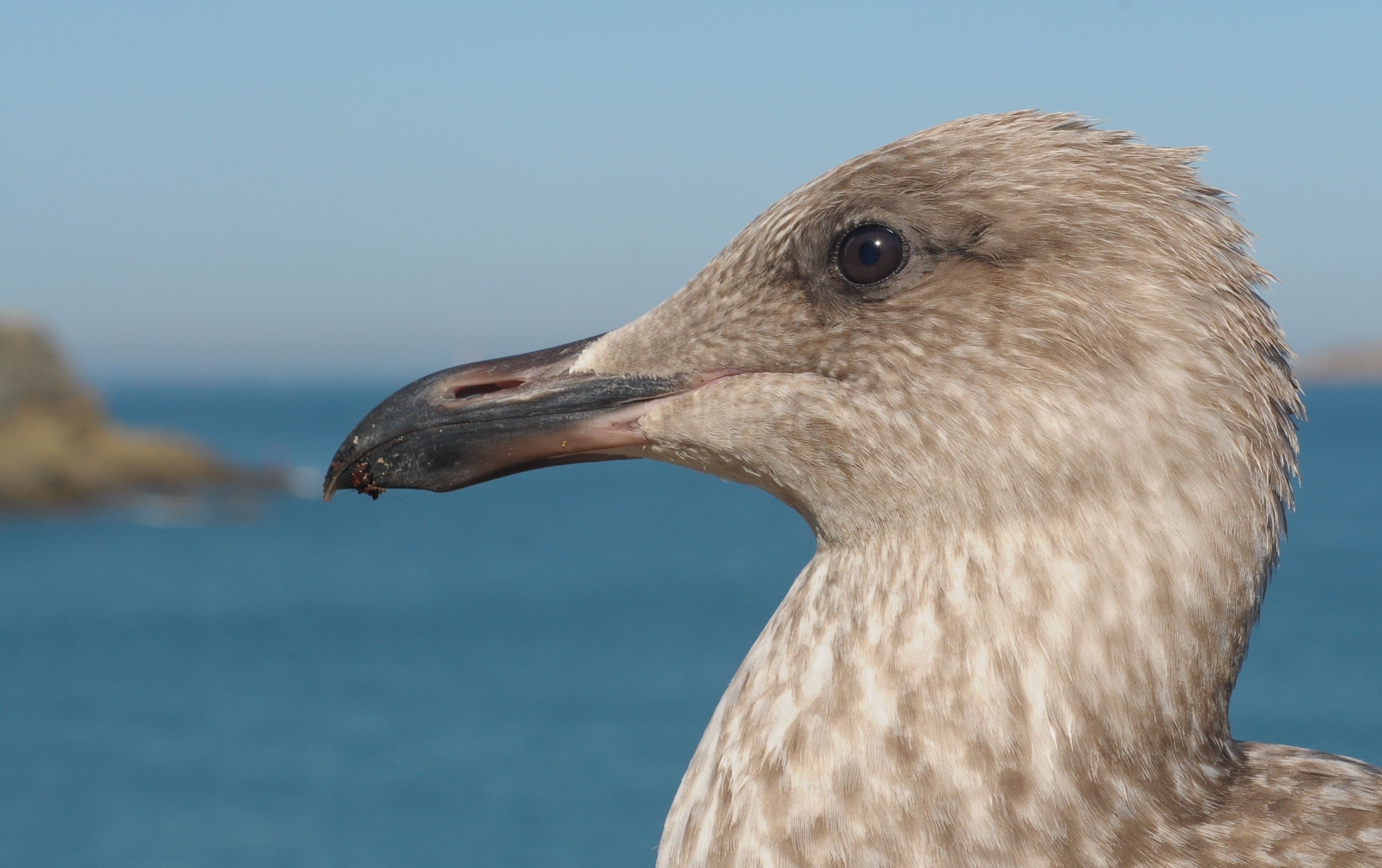 grey and white bird