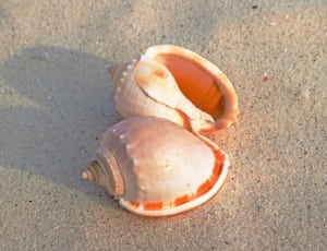 2 conch shells thumbnail