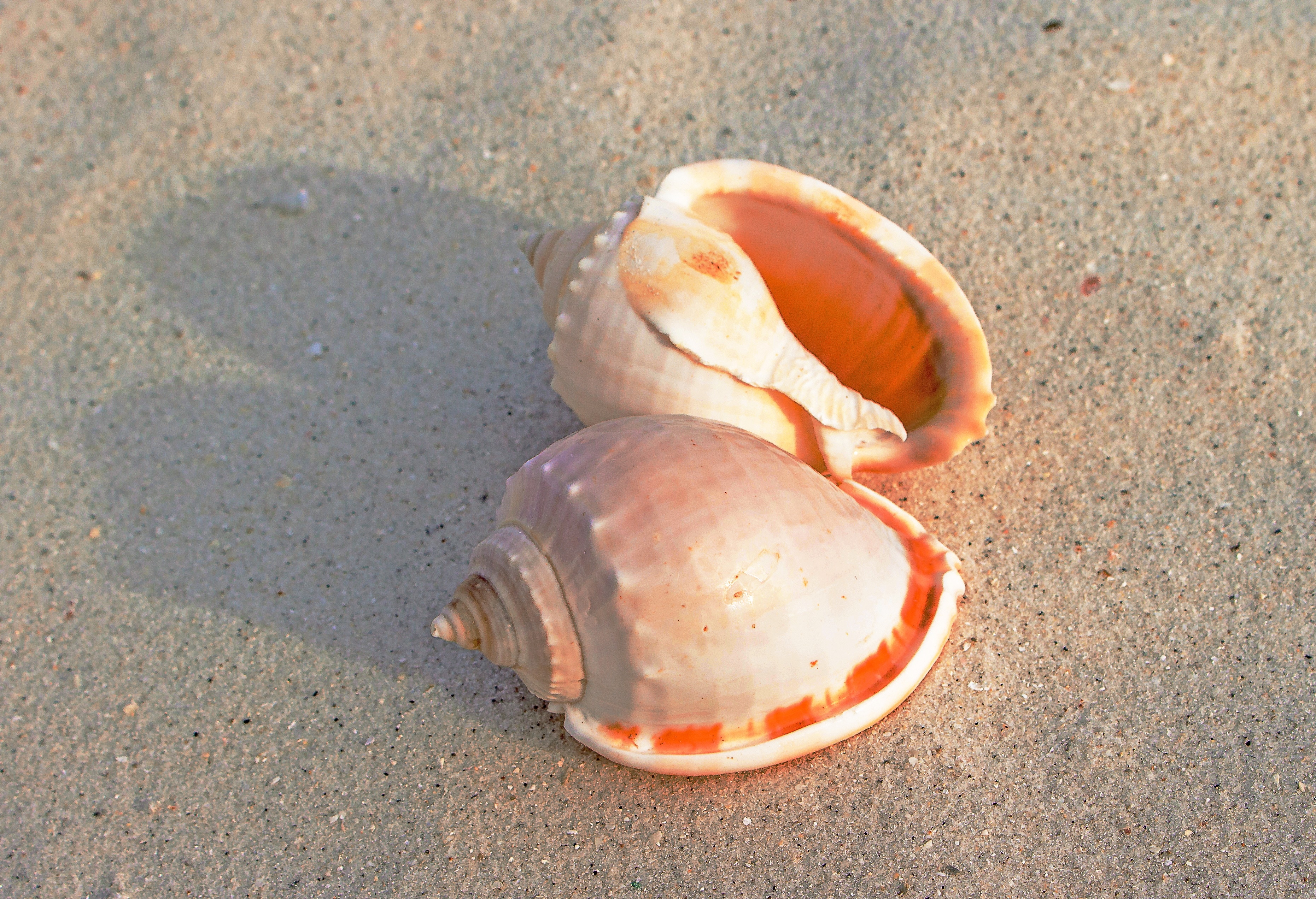 2 conch shells