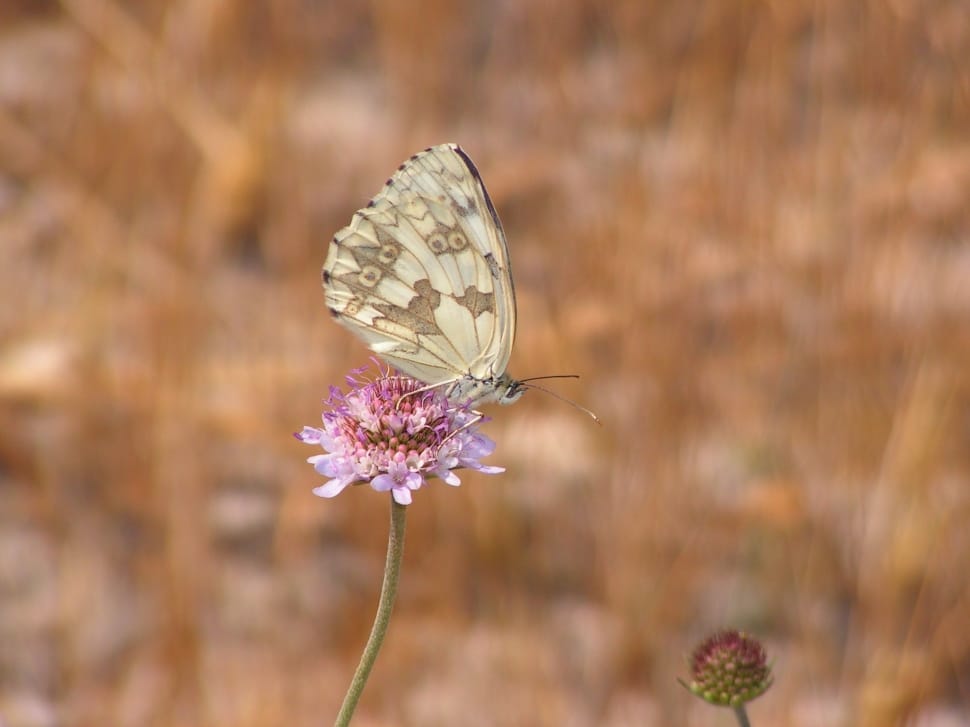 beige butterfly and pink flower preview