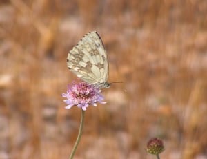 beige butterfly and pink flower thumbnail