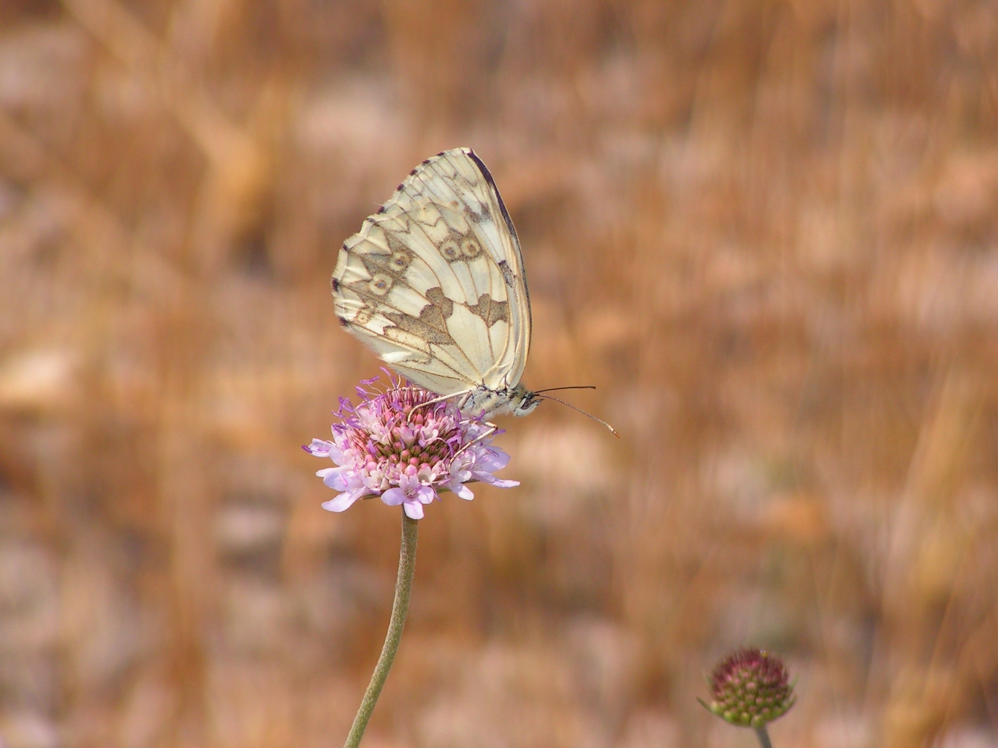beige butterfly and pink flower