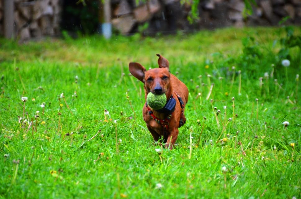 brown dachshund free image | Peakpx