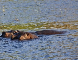 4 black hippopotamuses thumbnail