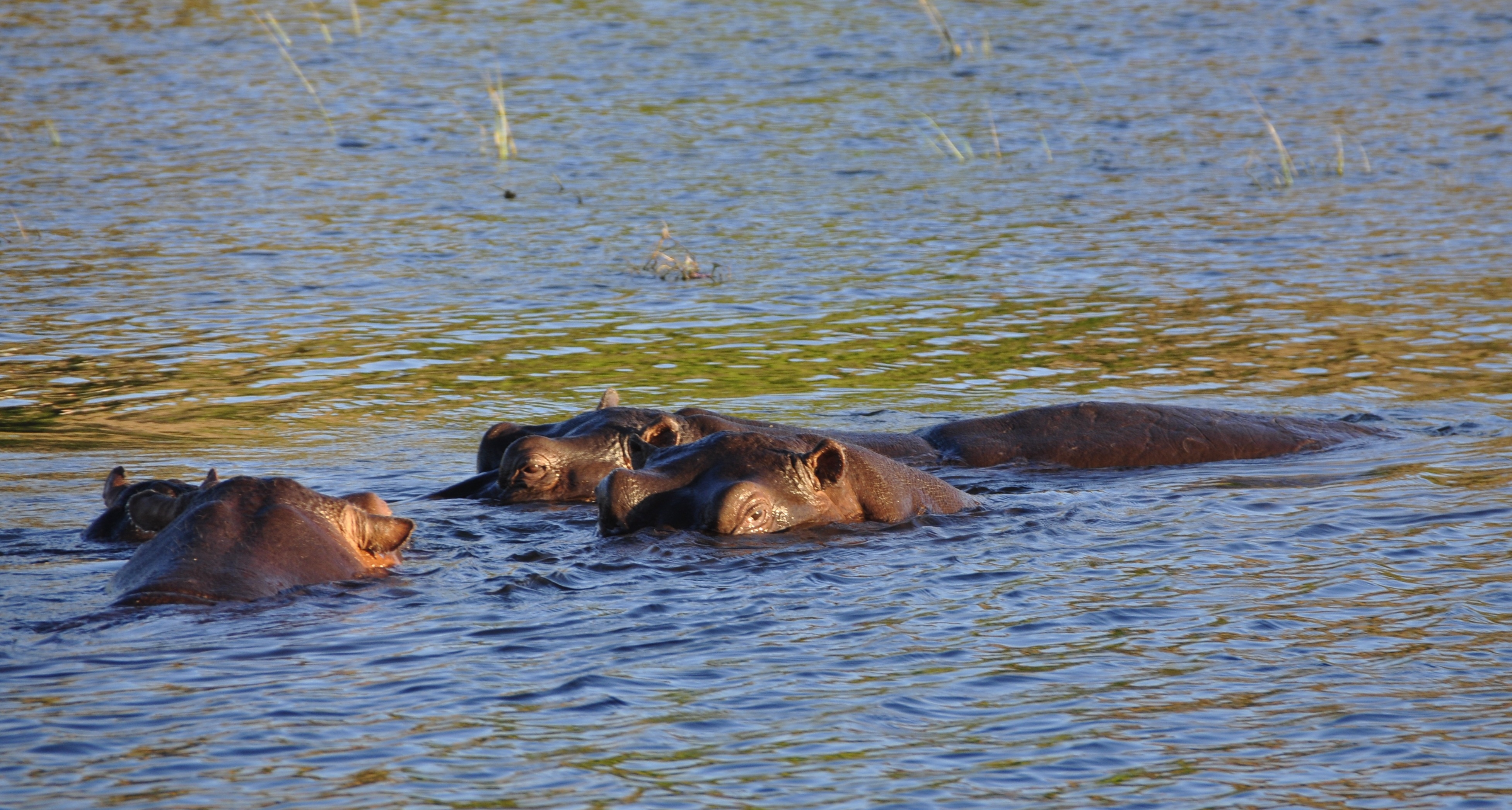 4 black hippopotamuses