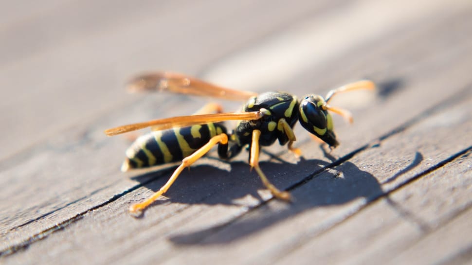 yellow jacket wasp preview
