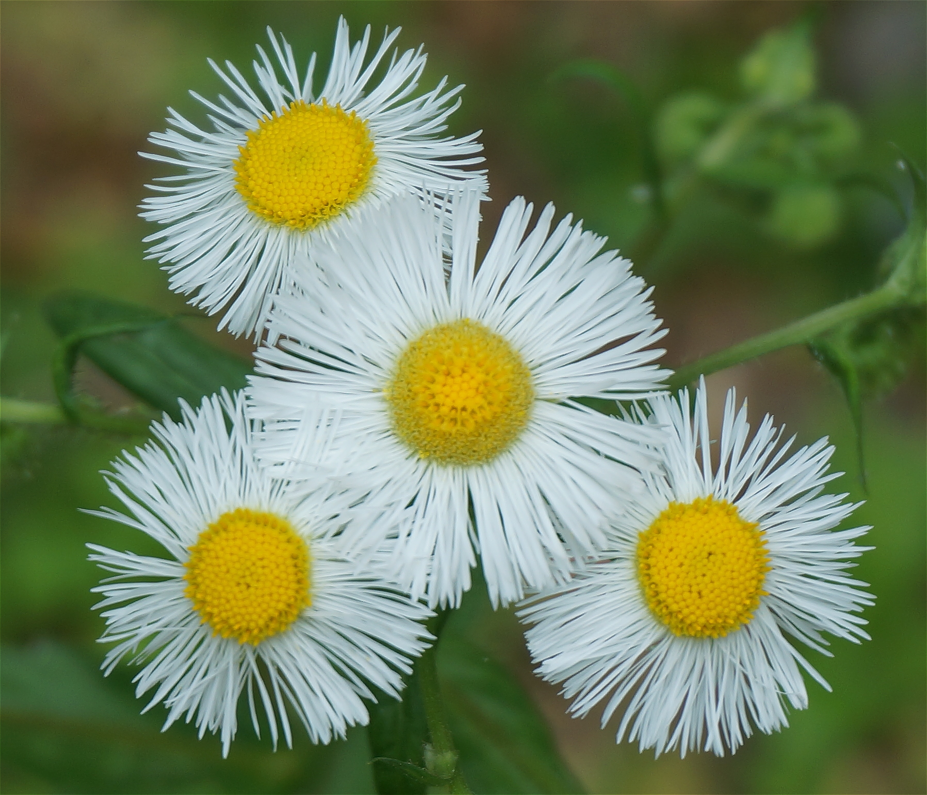yellow and white flowers