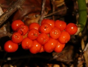 red round fruits thumbnail