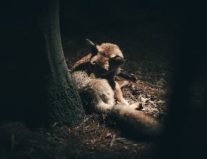 brown fox by the tree thumbnail
