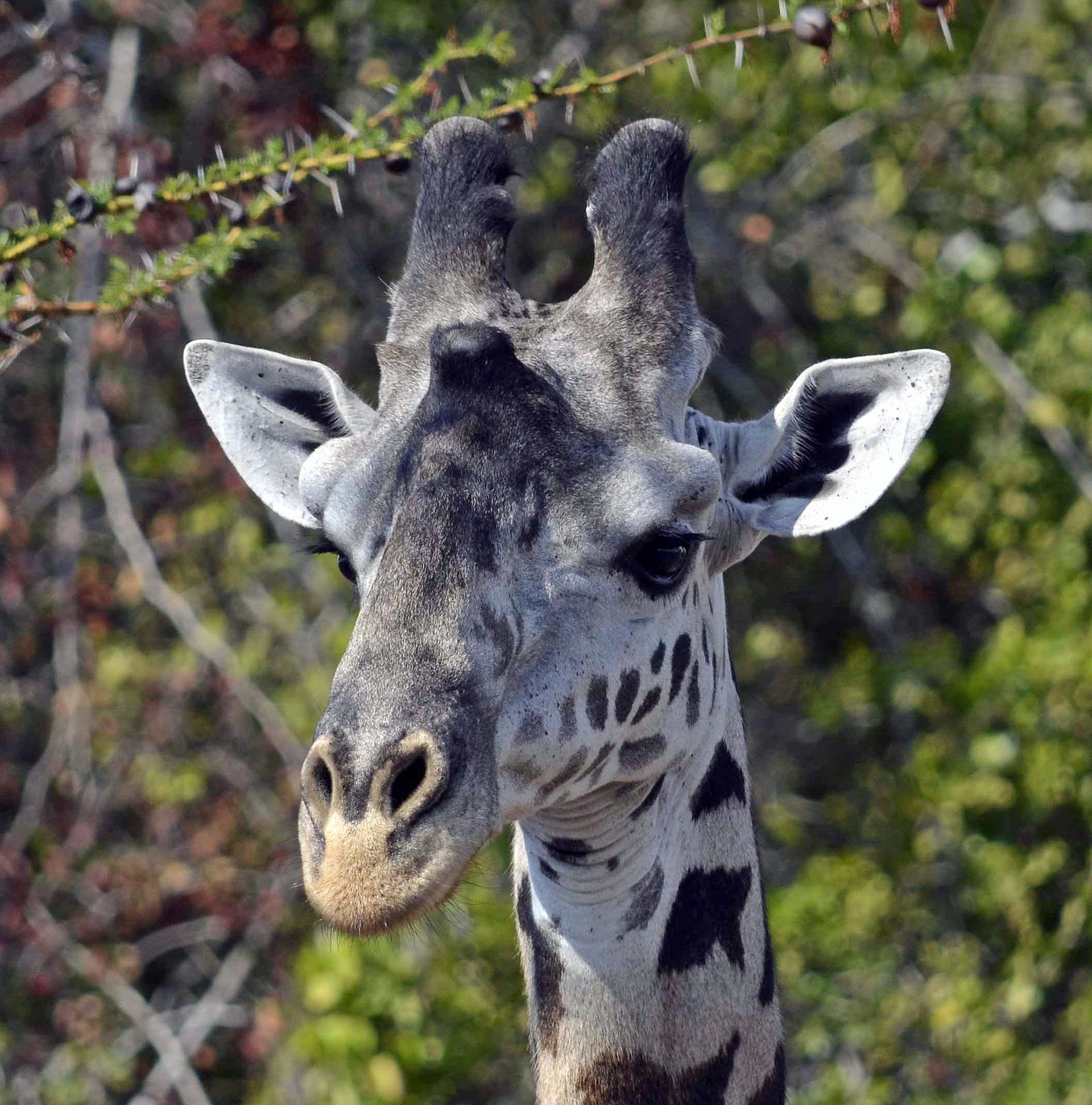 brown giraffe on focus photo