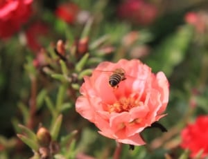 yellow and black bee flying through pink flower thumbnail