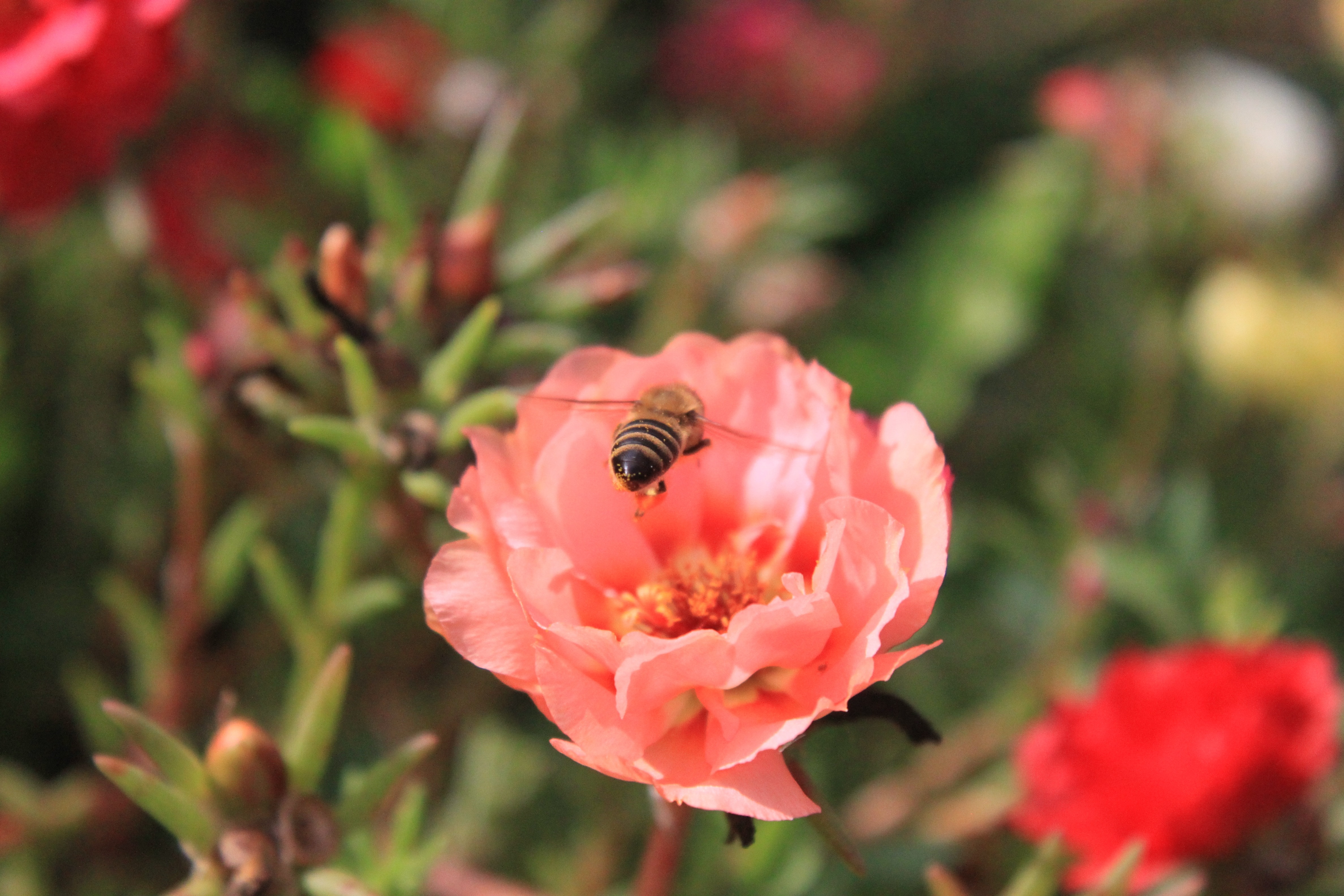 yellow and black bee flying through pink flower