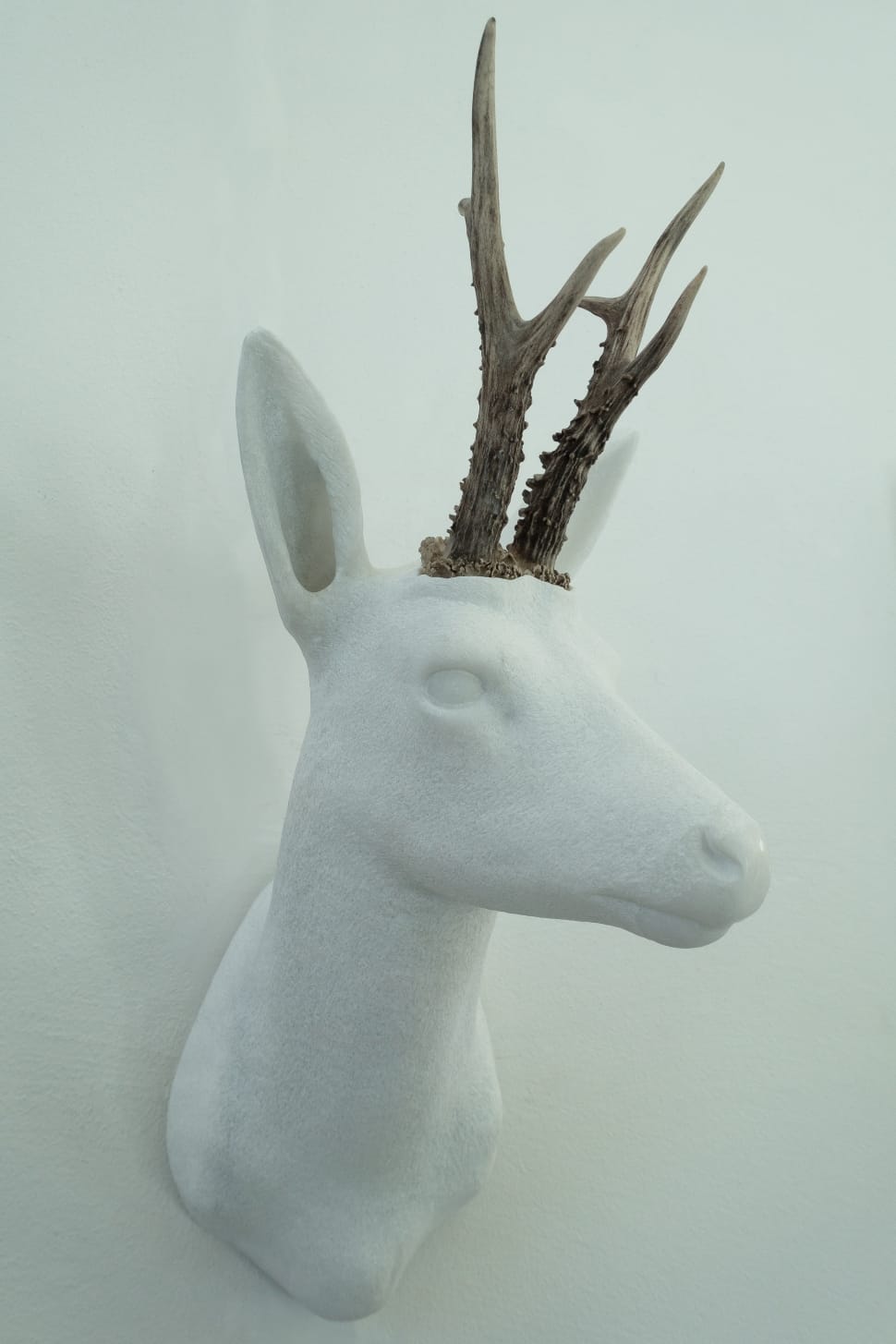 white and black deer head taxidermy preview