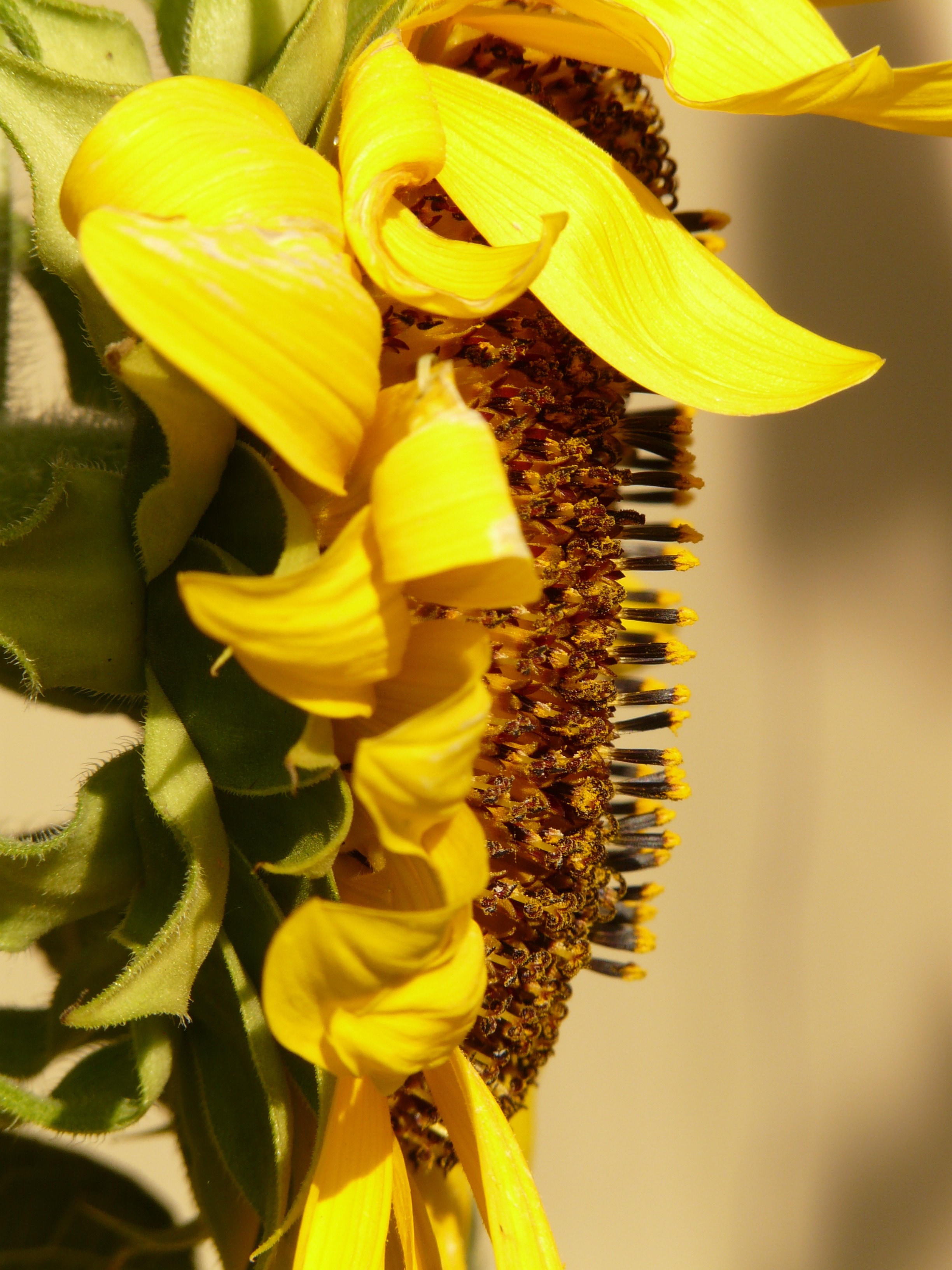 sunflower macro shot