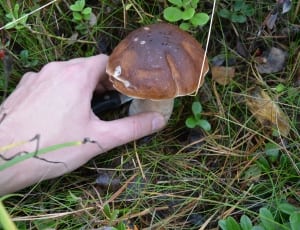 brown and beige mushroom thumbnail