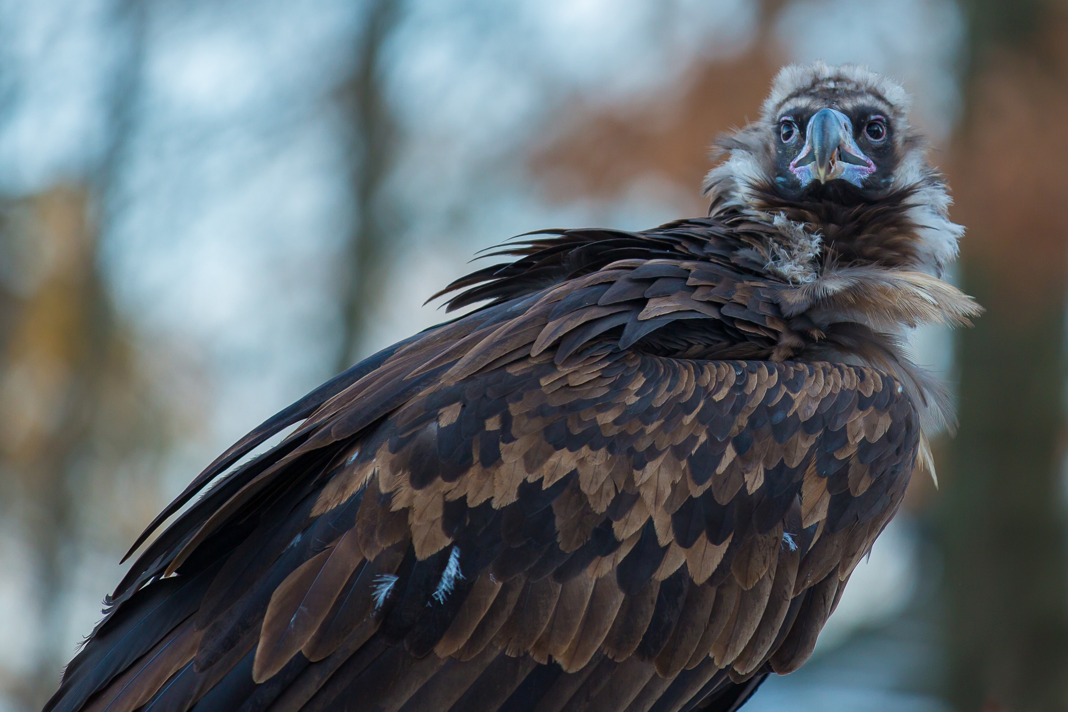 Black Vulture, Vulture, Scavengers, one animal, animal wildlife