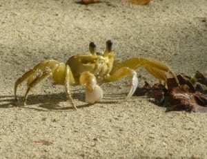 beige crab thumbnail