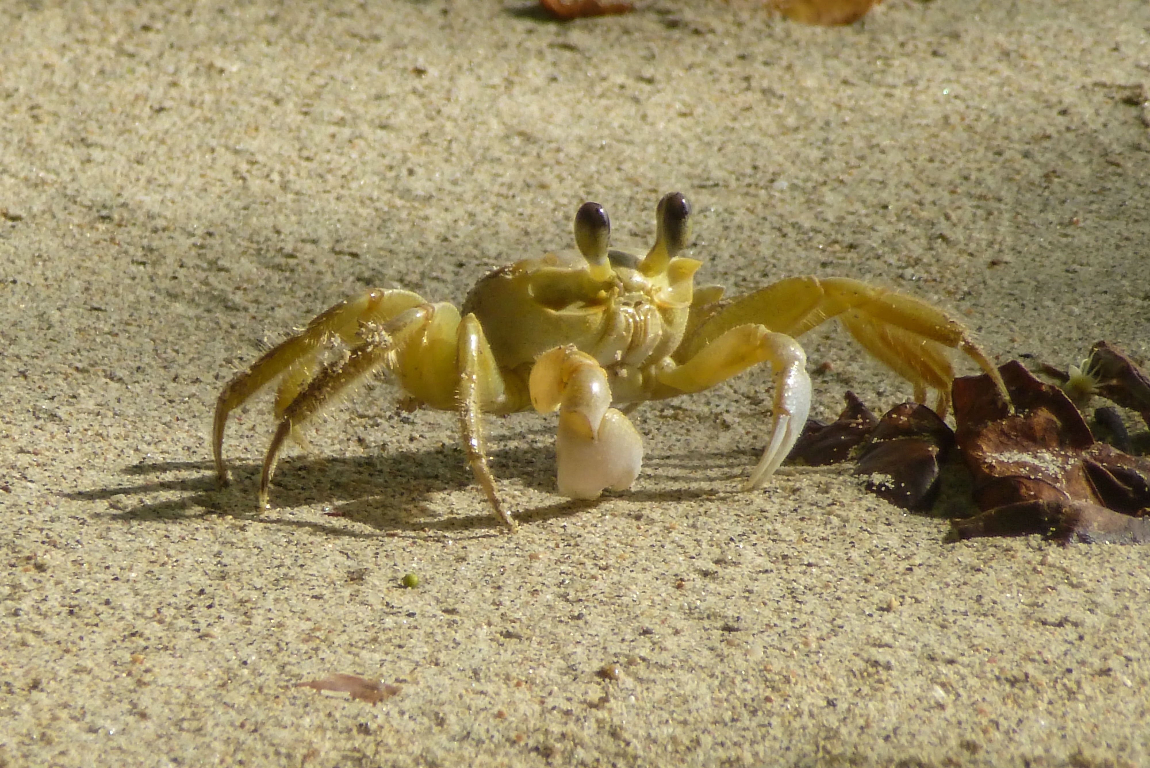 beige crab