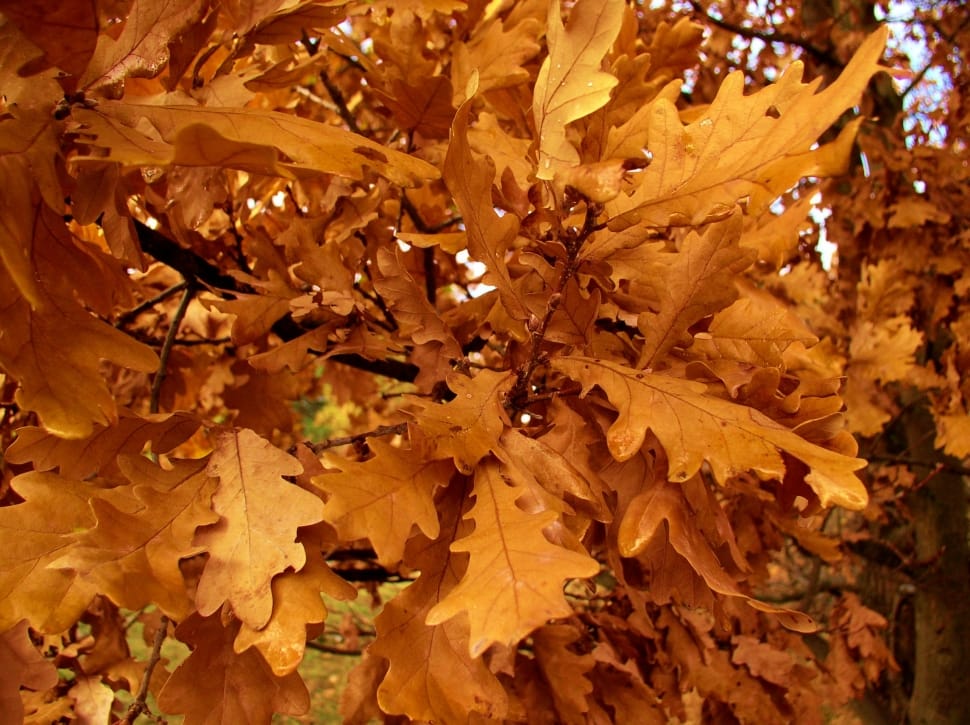 brown leaf tree preview