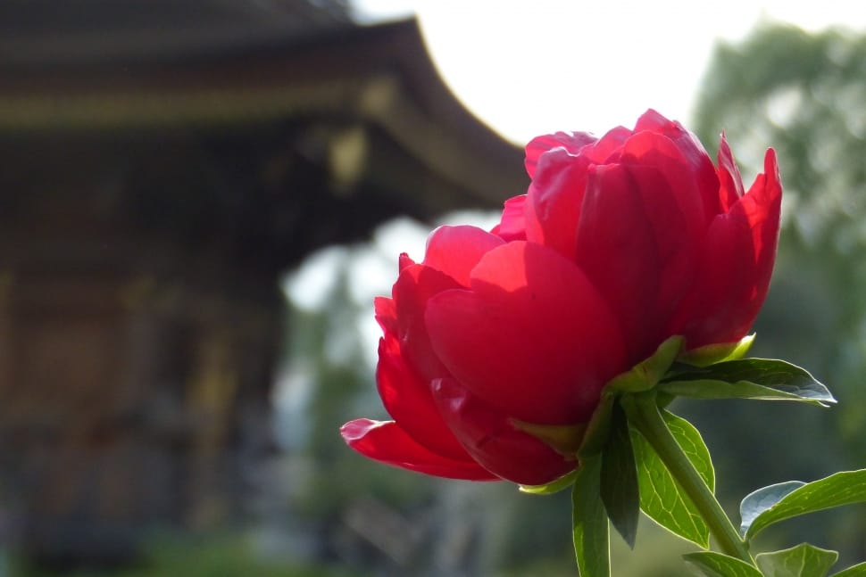 shallow focus photography of red flower during daytime preview