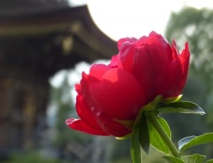 shallow focus photography of red flower during daytime thumbnail