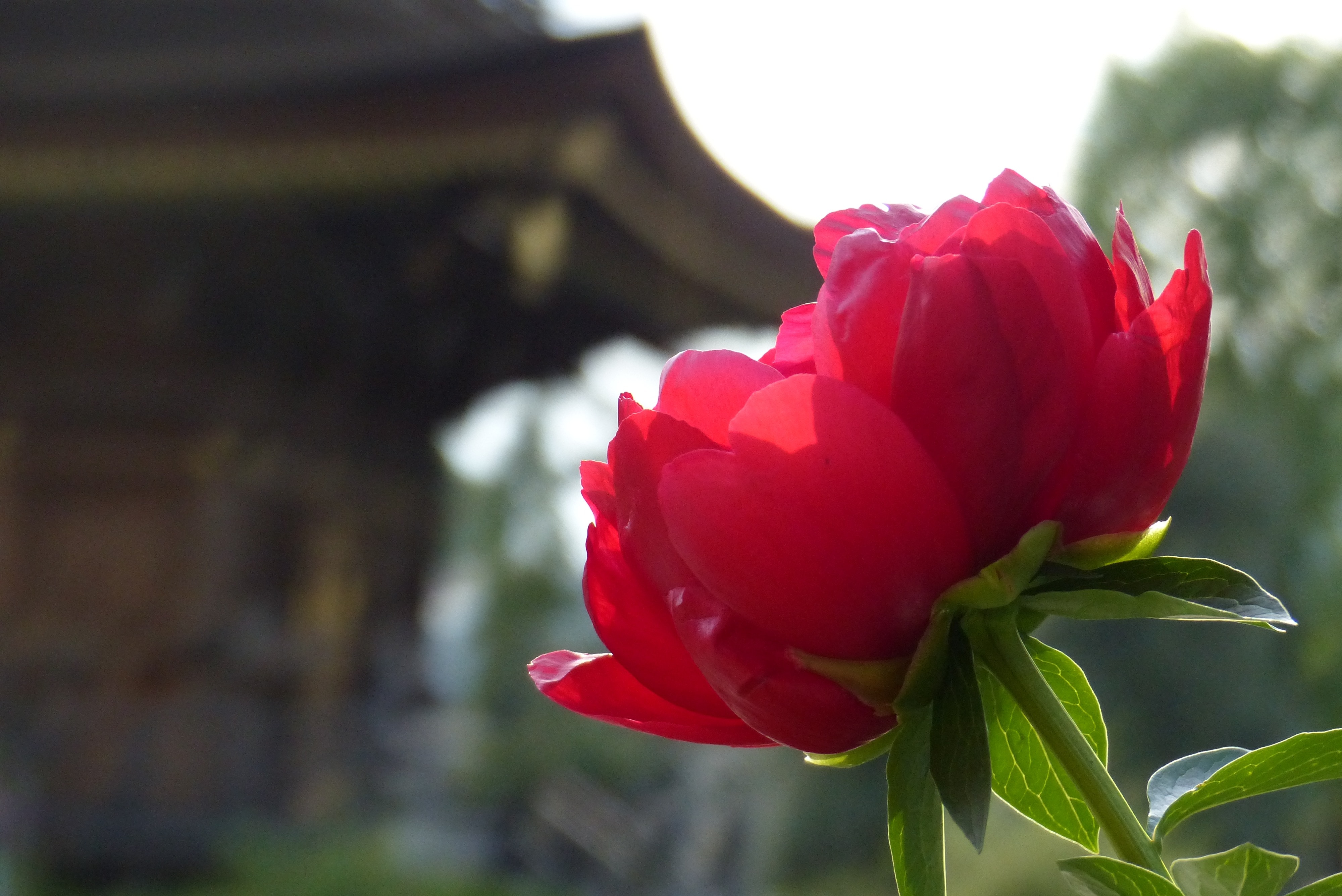 shallow focus photography of red flower during daytime