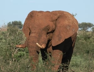 brown elephant thumbnail