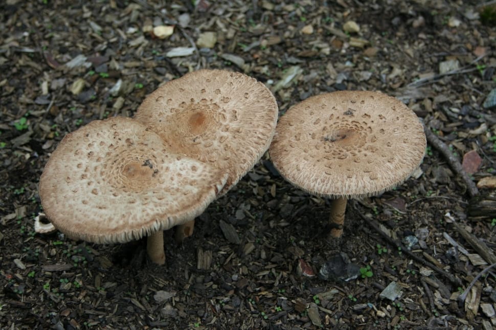 brown mushrooms preview
