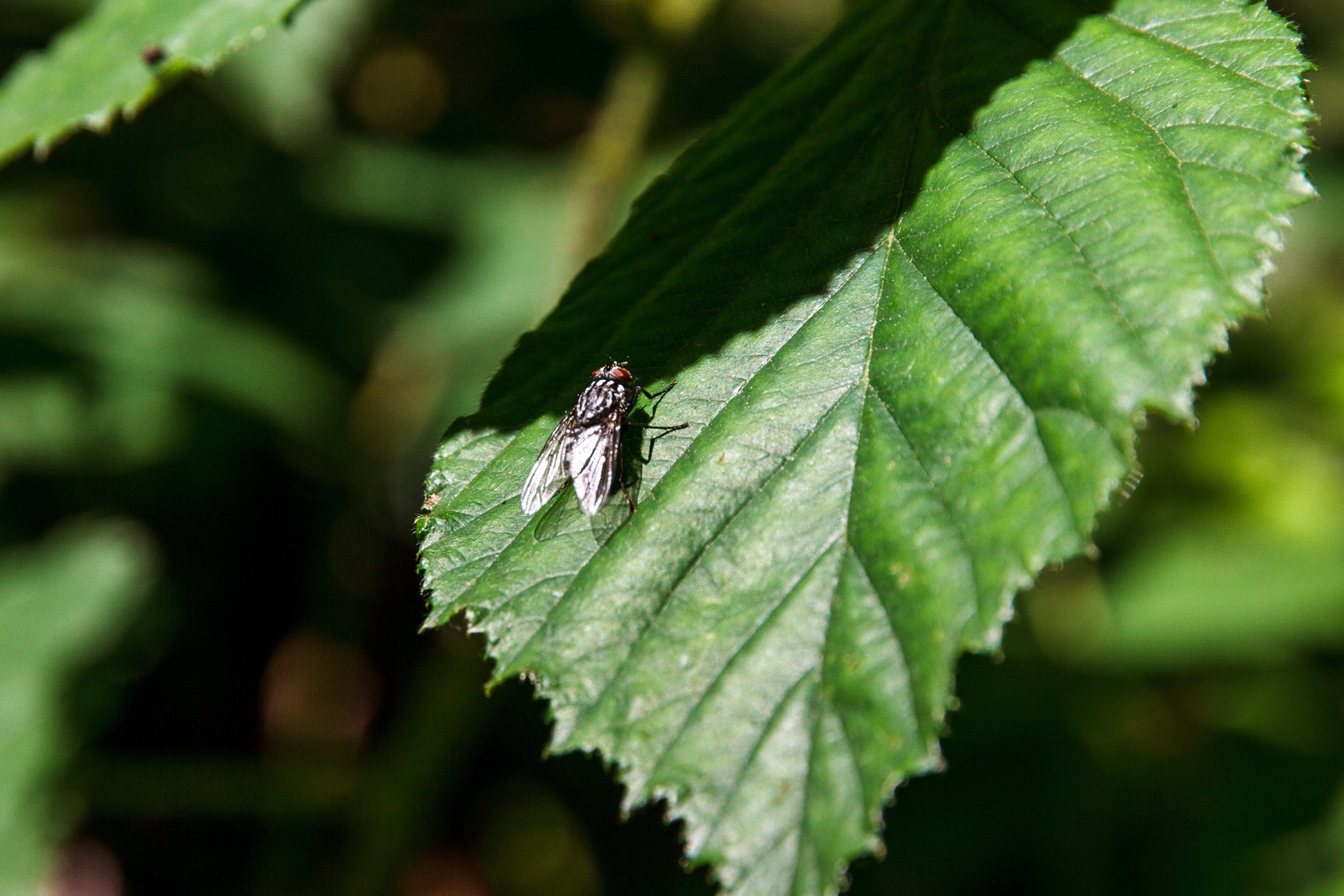 black fly insect